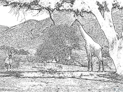 giraffa Pagine Di Culore Stampabile